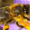 Carnica Wirtschaftskönigin – Bild 4
